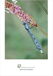 Böcekçiler Çarşısı - Ozan Yayıncılık