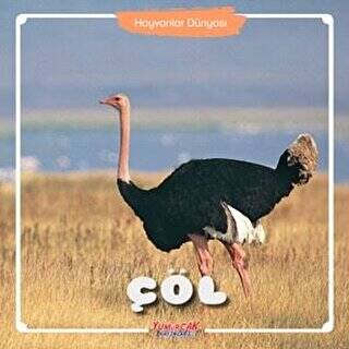 Çöl - Hayvanlar Dünyası - 1