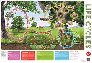 Wallchart Pack of 2 9+ - 1